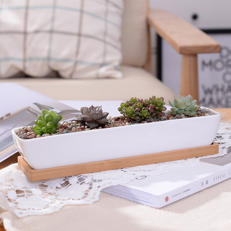 Long Rectangle White Ceramic S - Echeveria Succulent ulasan dan harga