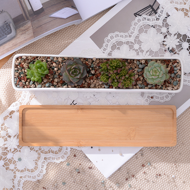 Long Rectangle White Ceramic S - Echeveria Succulent ulasan dan harga