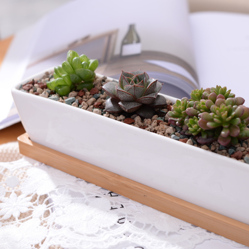 Long Rectangle White Ceramic S - Echeveria Succulent ulasan dan harga