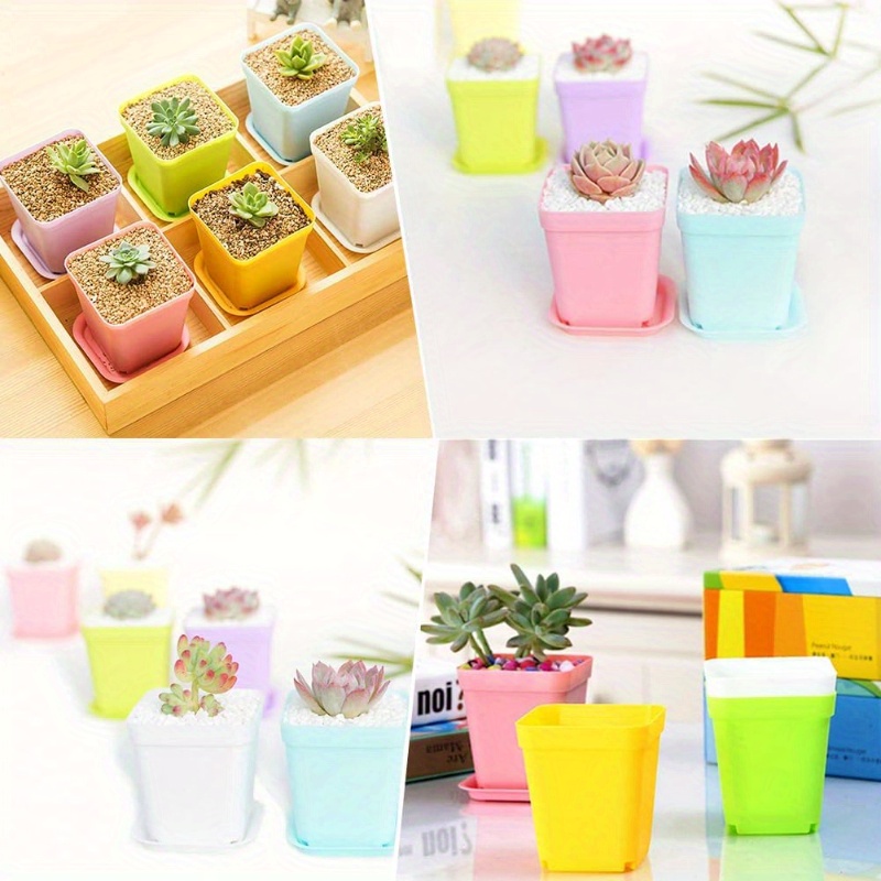 14/20/42 Piece Set of Colorful - Echeveria Succulent ulasan dan harga