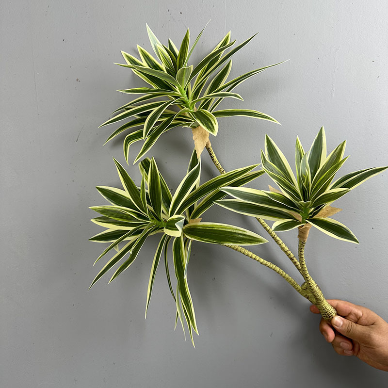 Simulated Green Plants 3 Heads - Dracaena Marginata ulasan dan harga